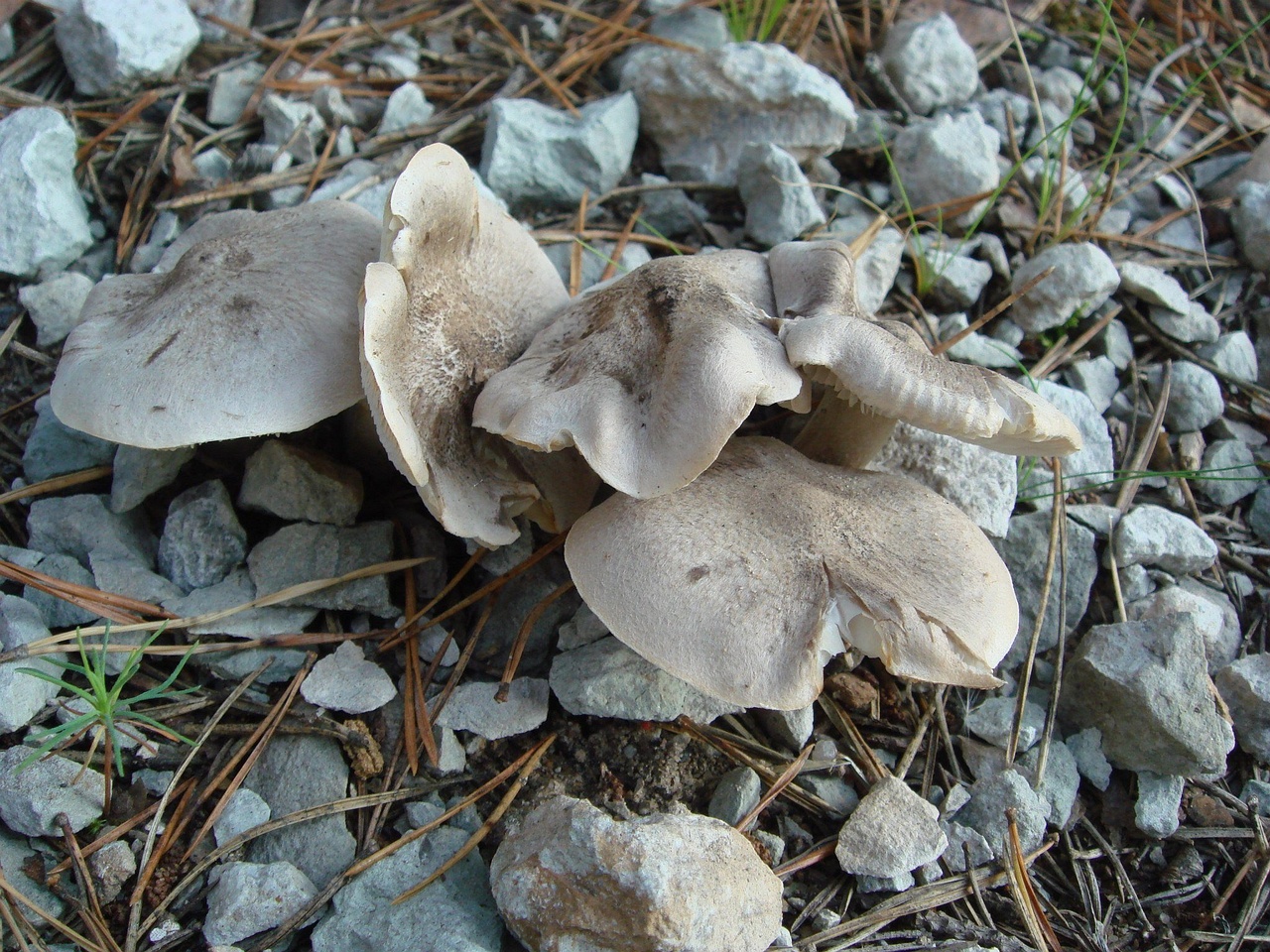 fungi-0000361