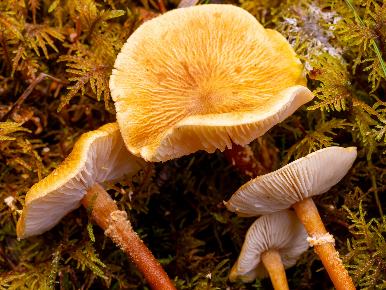 cystoderma-amianthinum_2024-10-12_1-9