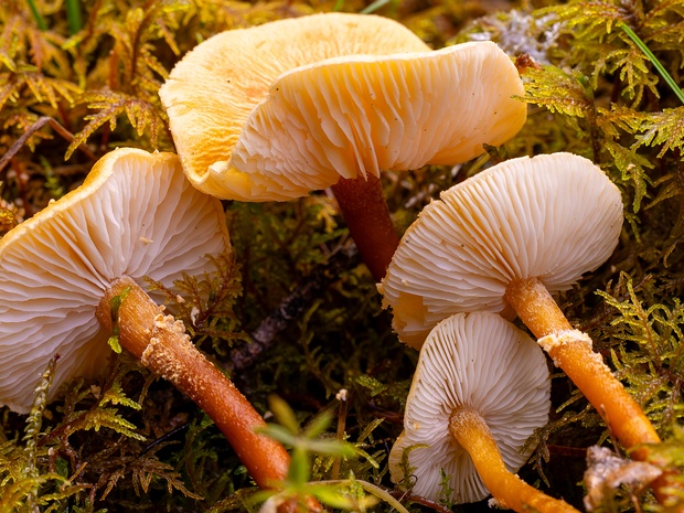 Скваманитовые - Squamanitaceae