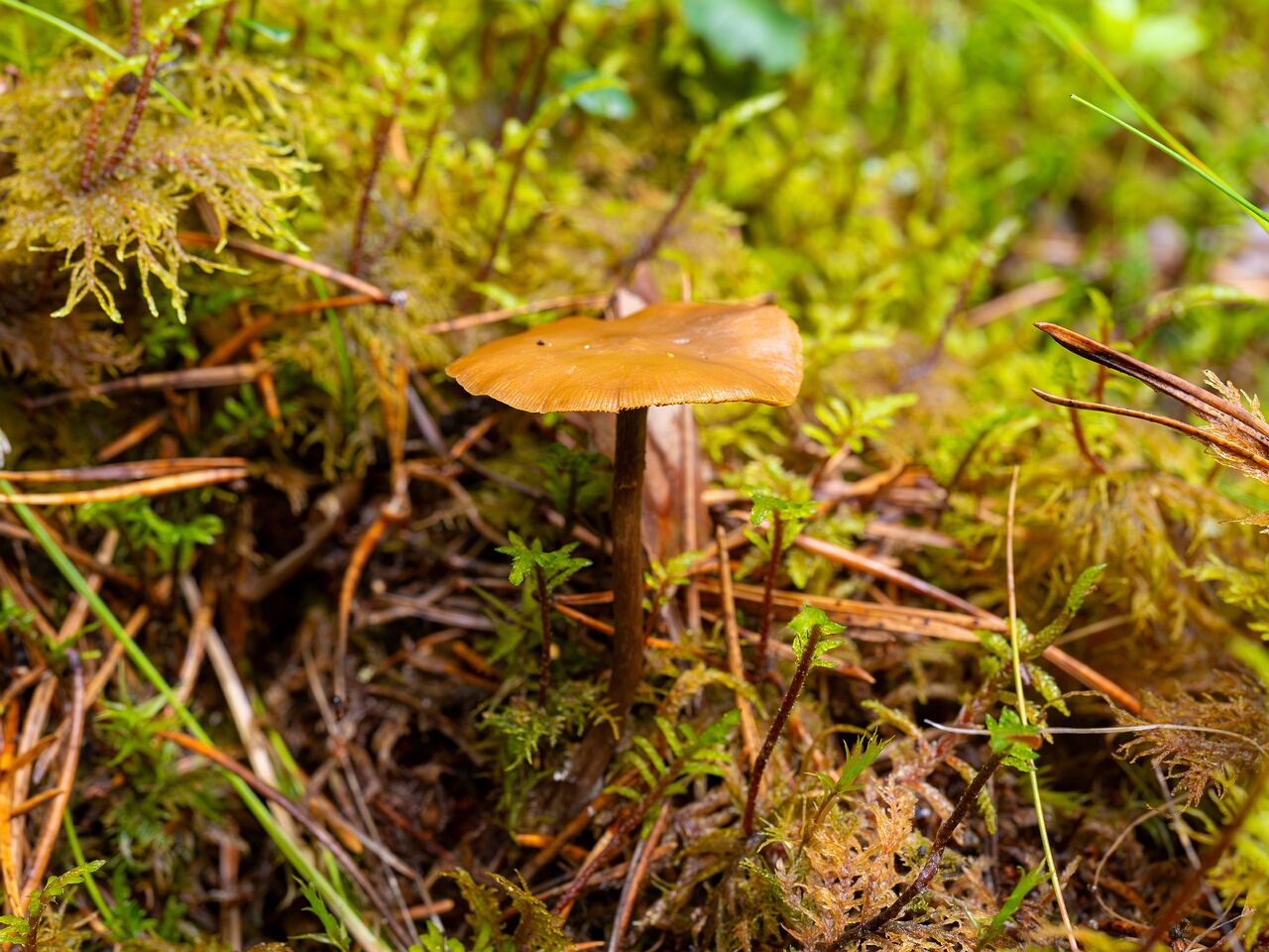 Kuehneromyces lignicola _2026-07-04_1-1
