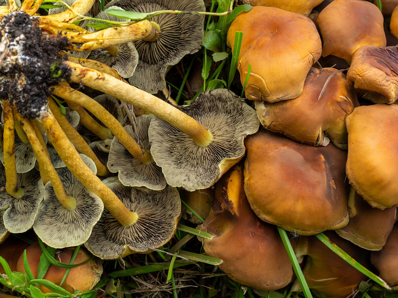 !Hypholoma fasciculare _2026-06-21_1-4