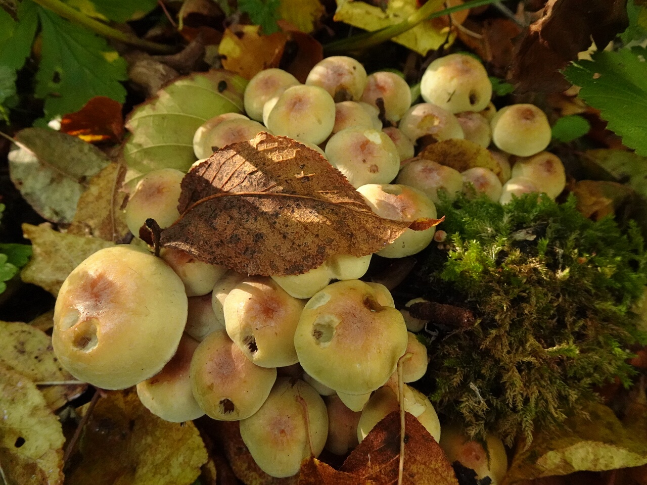 DSC07604
