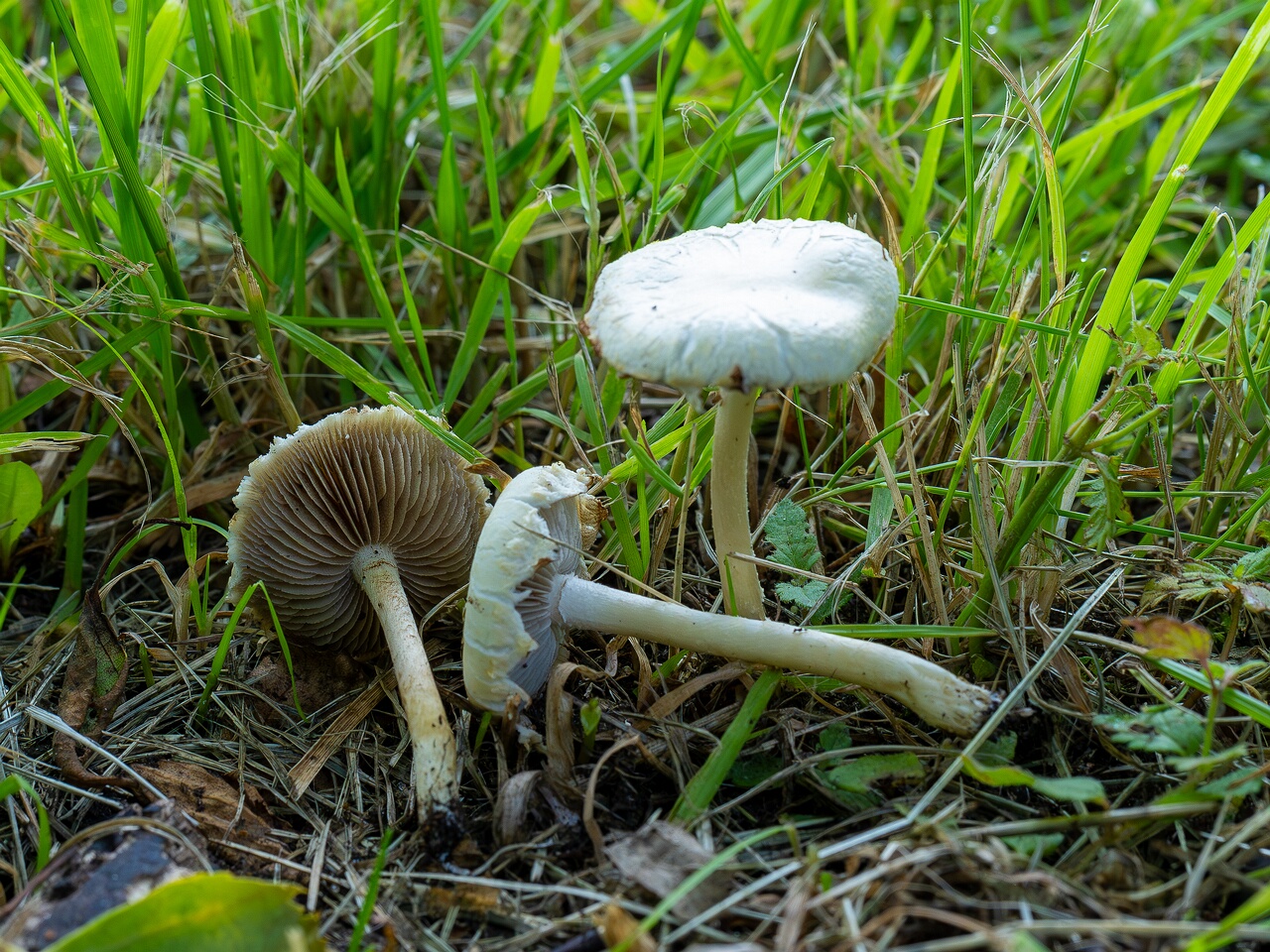 Agrocybe molesta _2026-07-12_2-4