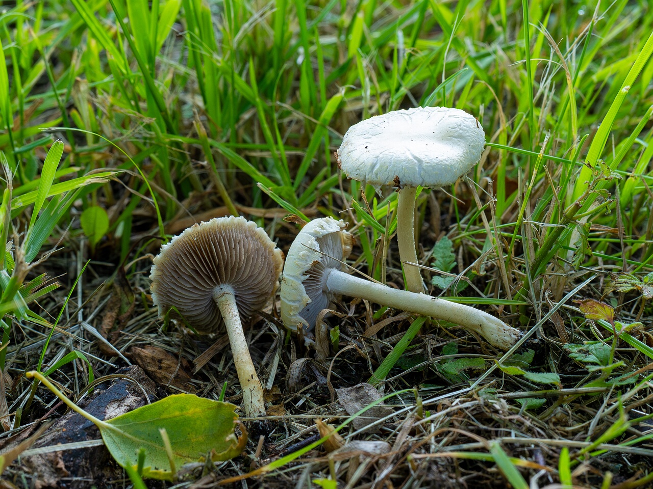 Agrocybe molesta _2026-07-12_2-8