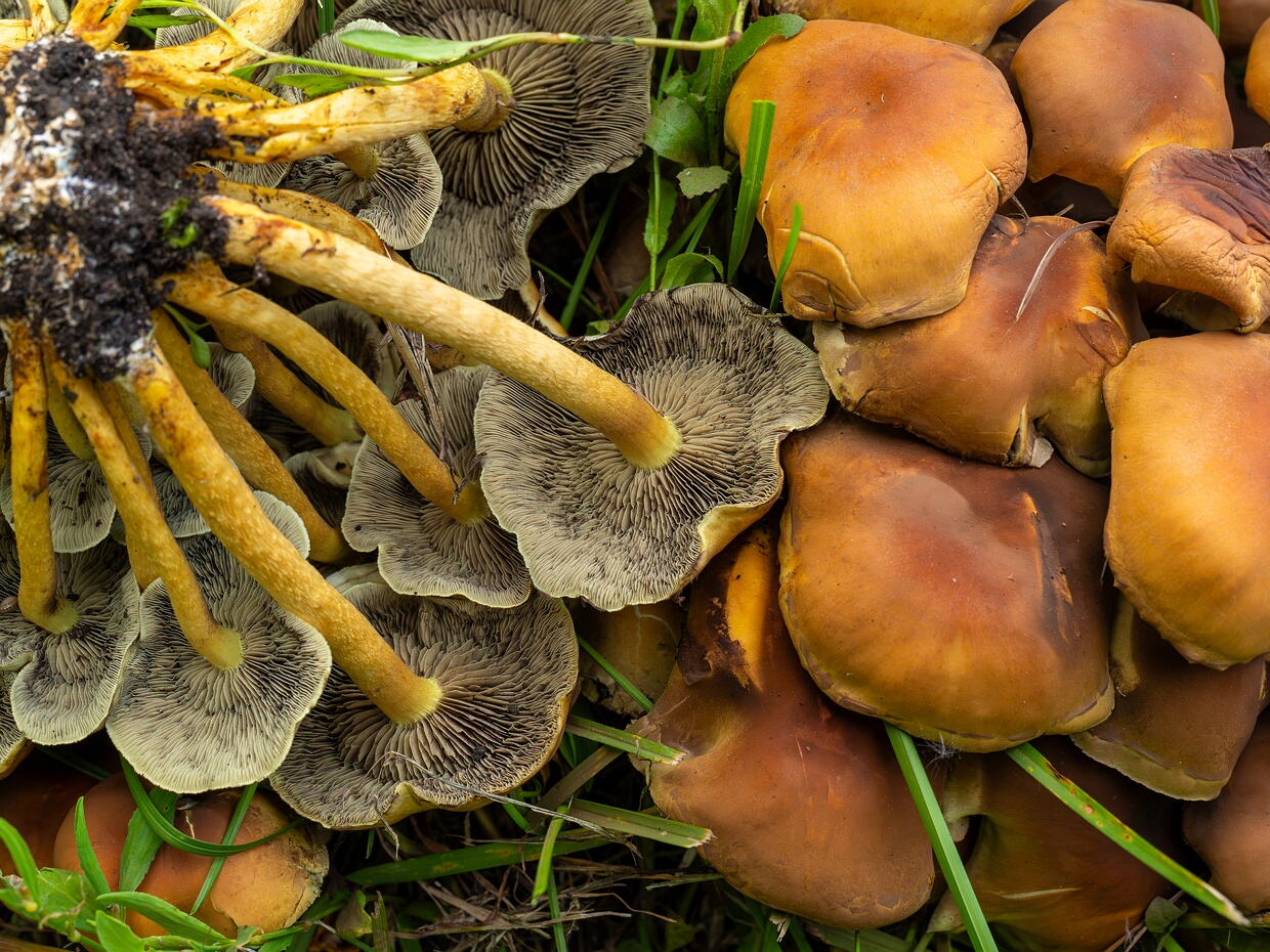 Ложноопёнок серно-жёлтый - Hypholoma fasciculare