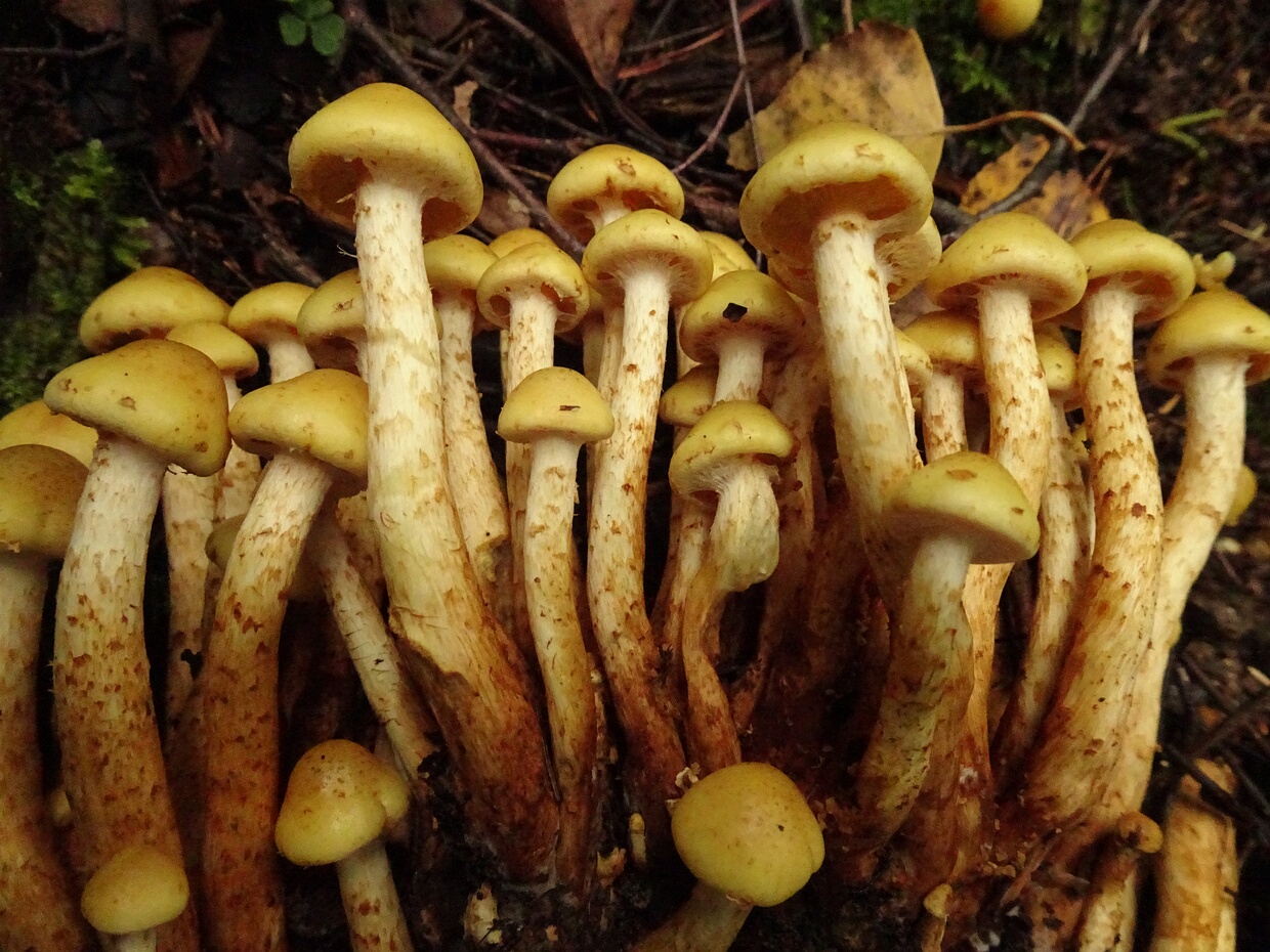 Pholiota alnicola - Чешуйчатка ольховая - Alder Pholiota - Erlen-Schuppiger Schichtpilz Pholiota alnicola, commonly known as the Alder Pholiota or Erlen-Schuppiger Schichtpilz in German, is a medium-sized...