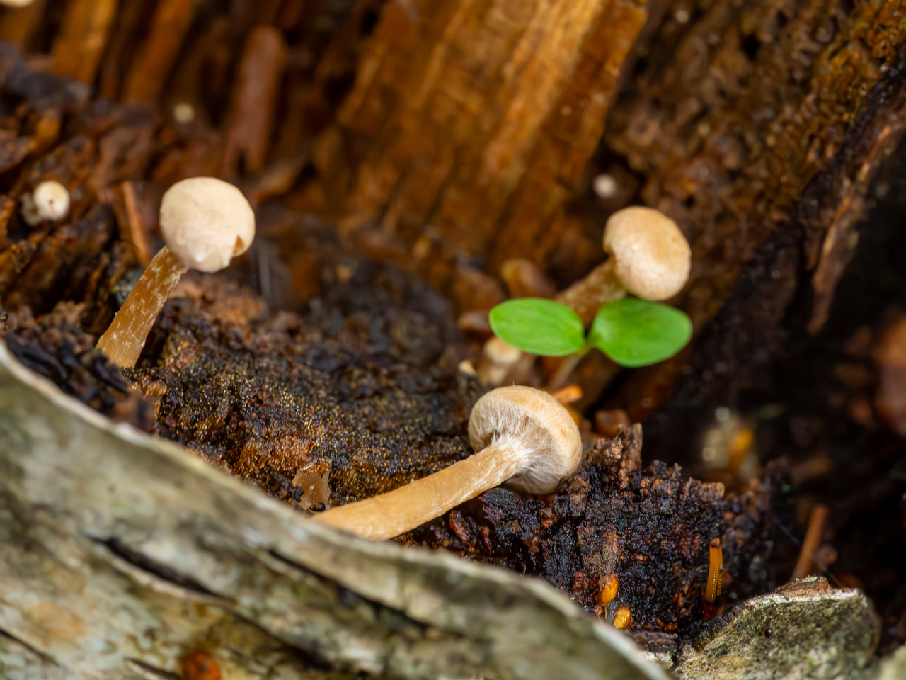 tubaria-conspersa_2023-09-14_1-9