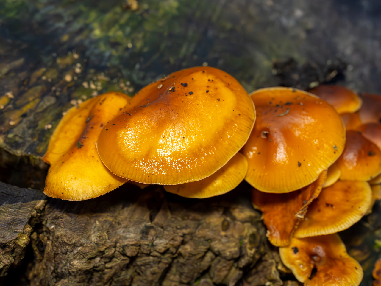 flammulina-velutipes_2024-12-30_1-9