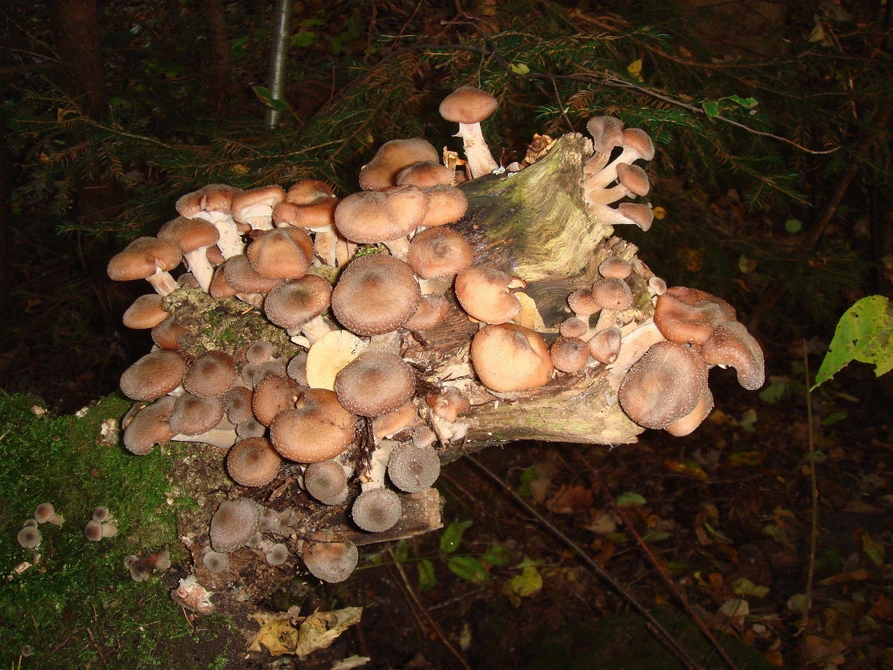 fungi-0004225