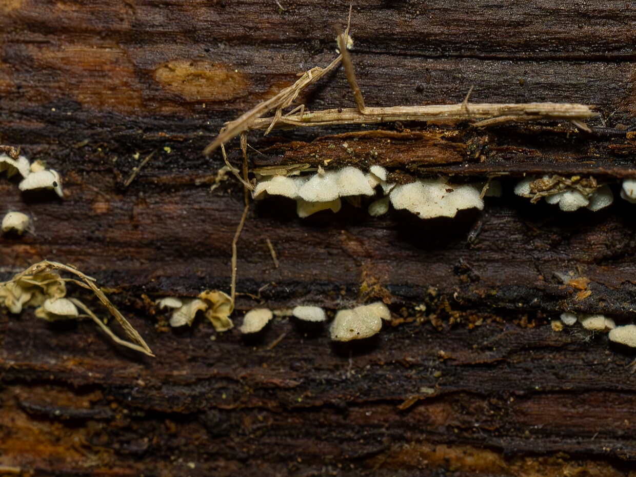 Cheimonophyllum candidissimum - Хеймонофиллум белейший - White Oysterette - Weißer Austernpilzähnlicher Cheimonophyllum candidissimum, commonly known as the White Oysterette, is a small, delicate agaric fungus belonging to...
