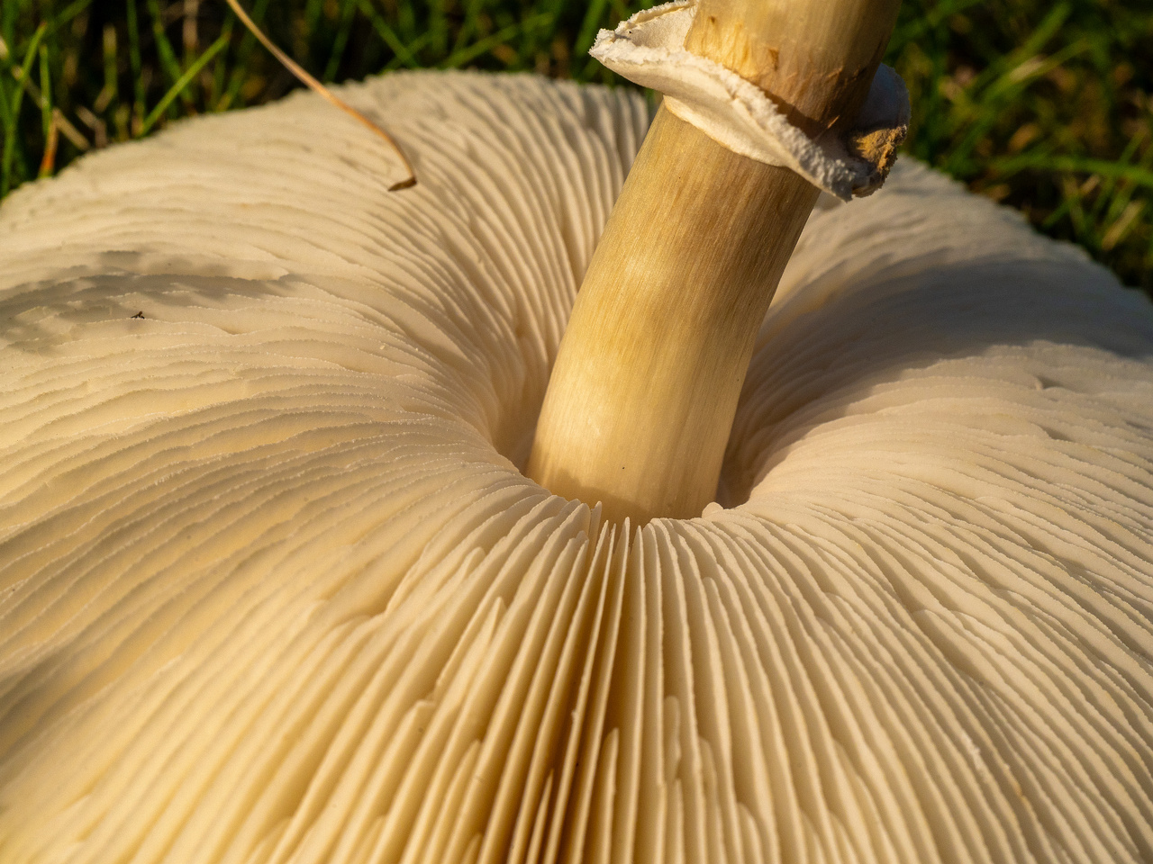 leucoagaricus-leucothites_1-10