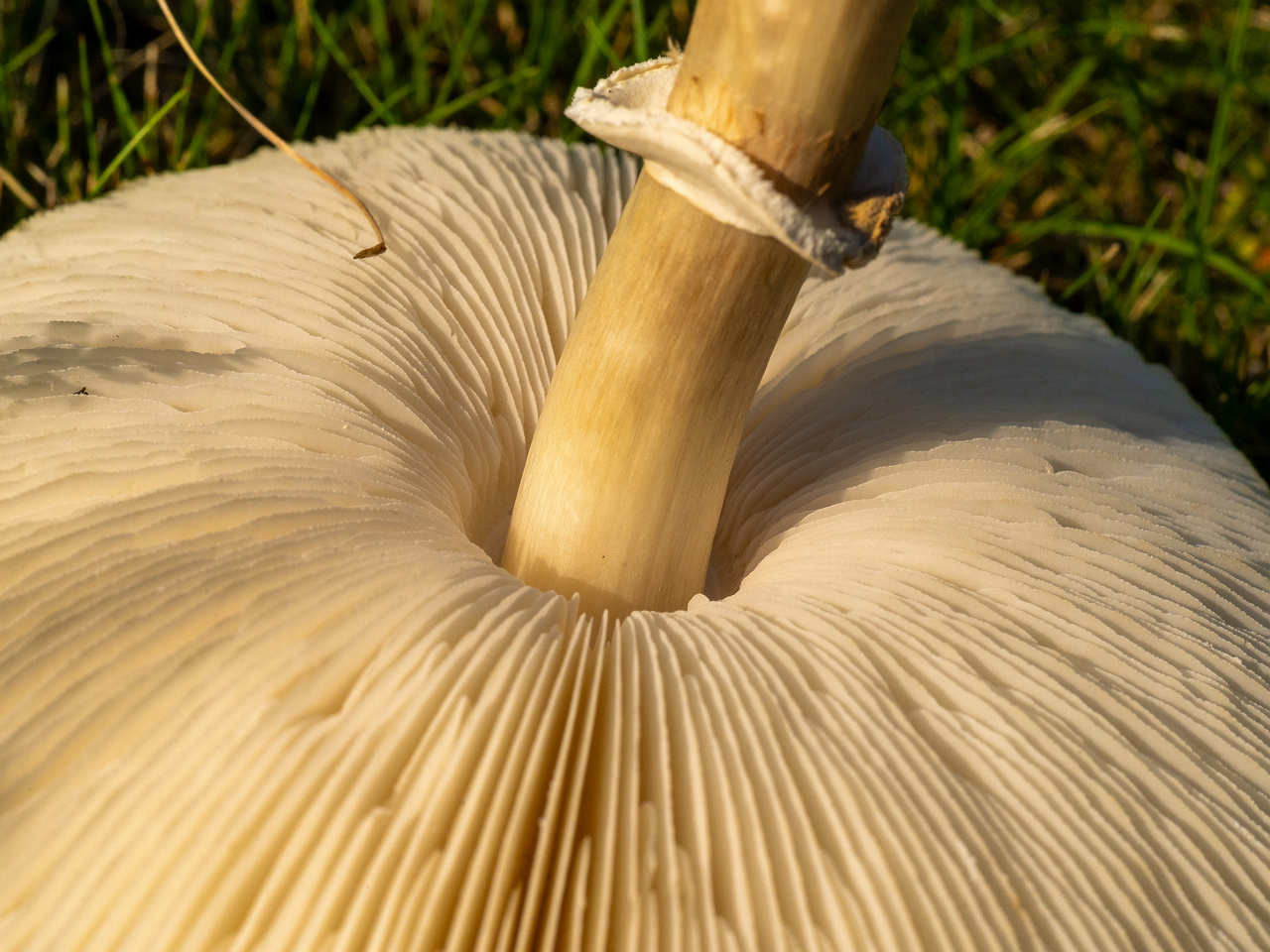 leucoagaricus-leucothites_1-11