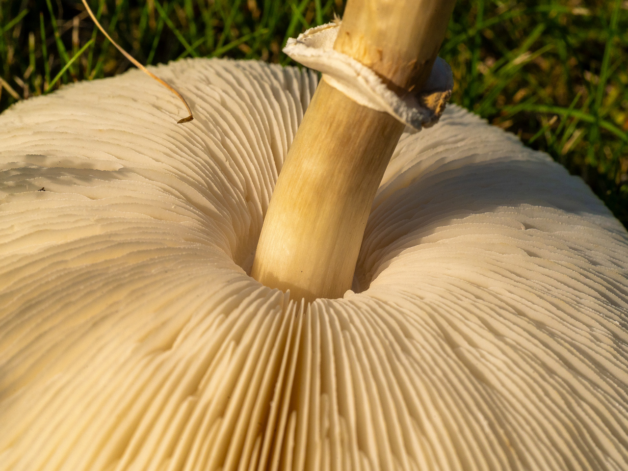 leucoagaricus-leucothites_1-12