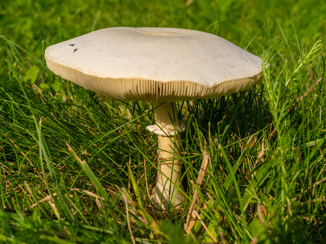leucoagaricus-leucothites_1-2