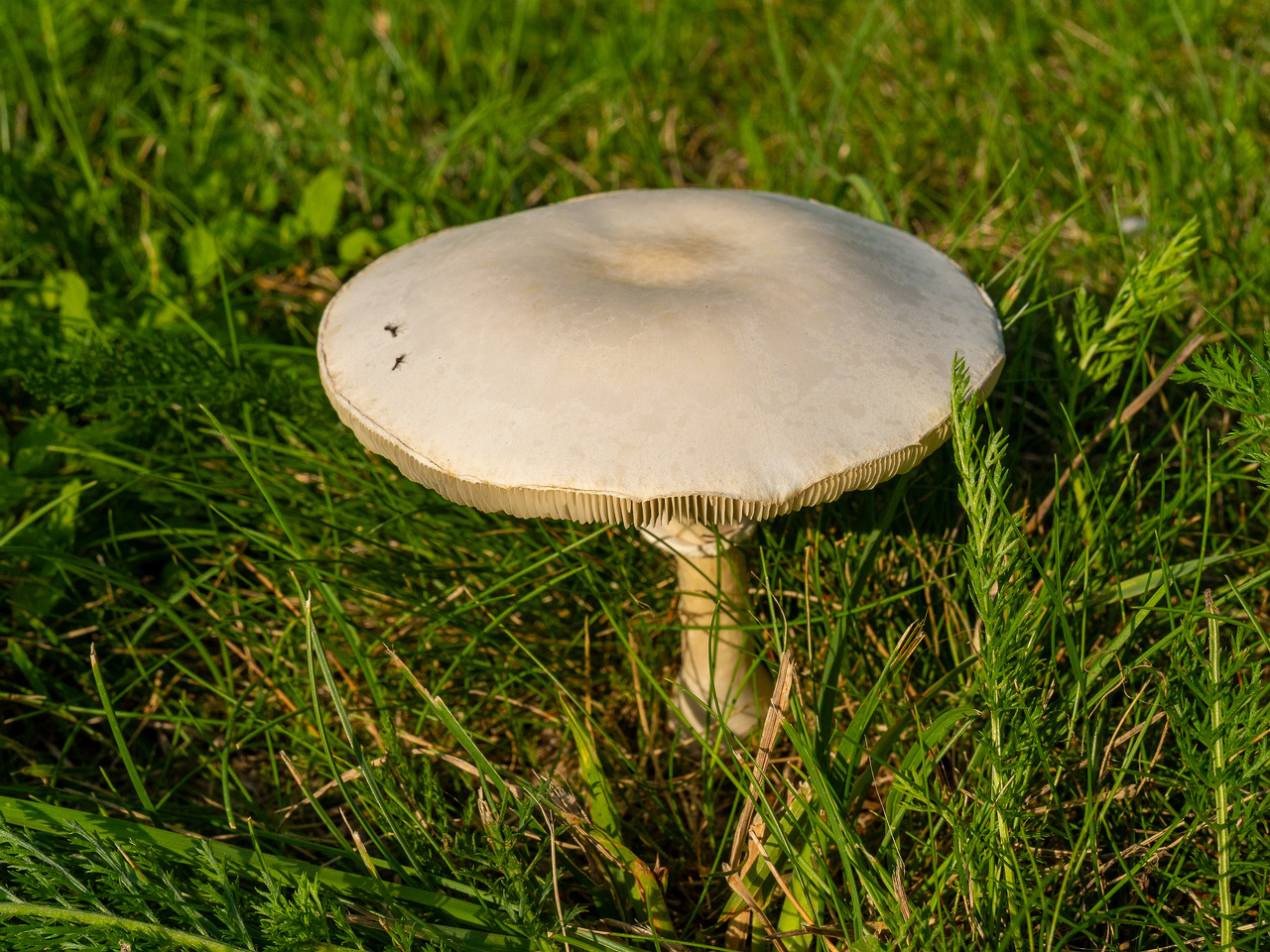 leucoagaricus-leucothites_1-3
