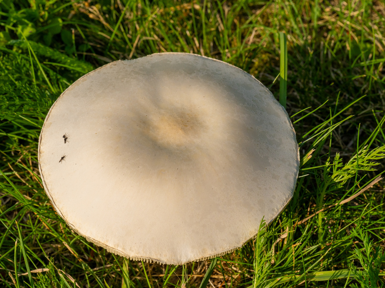 leucoagaricus-leucothites_1-4