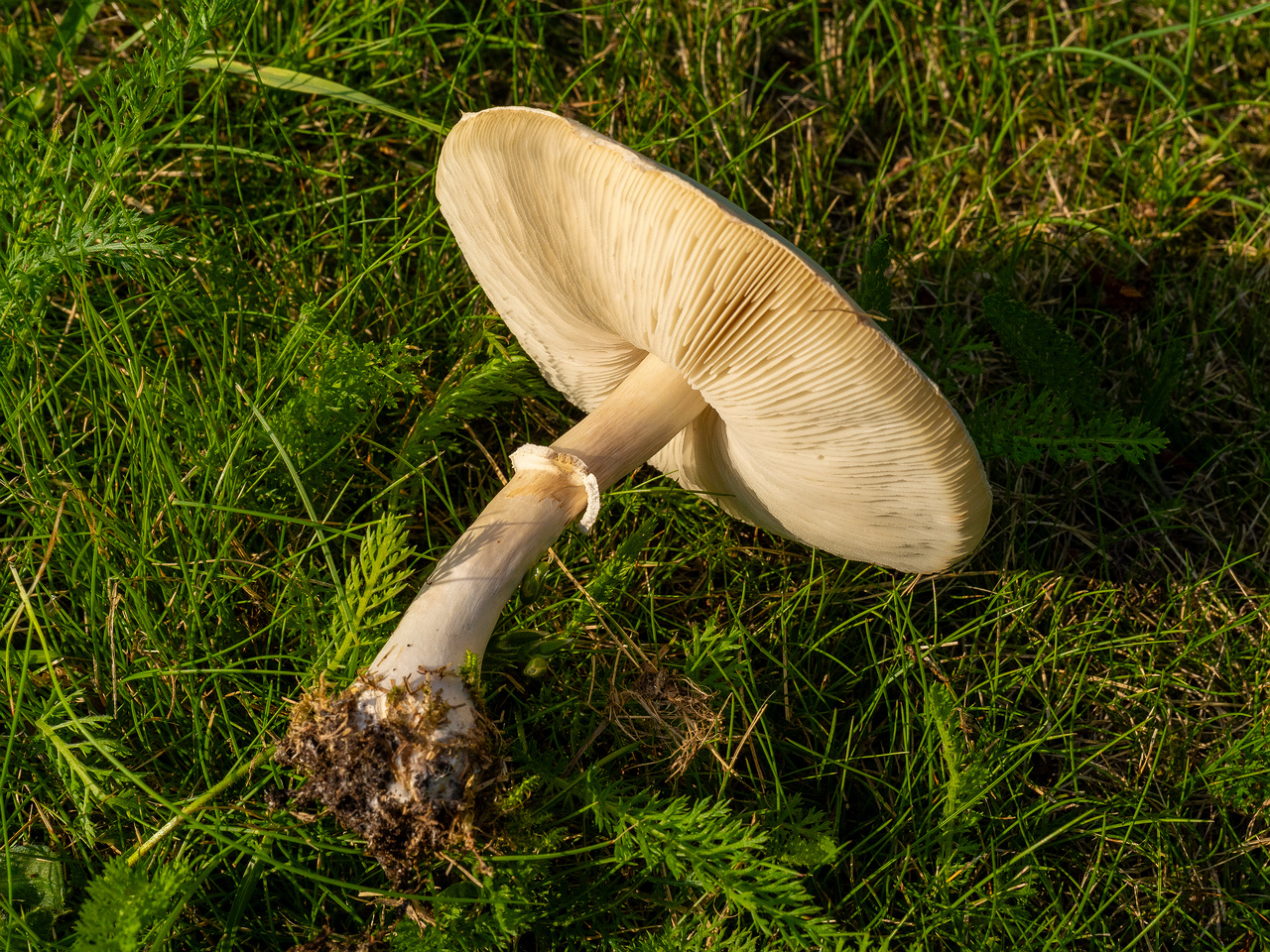 leucoagaricus-leucothites_1-5