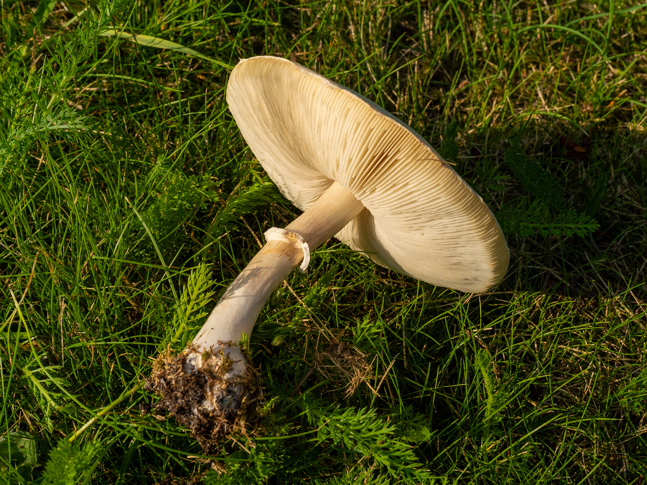leucoagaricus-leucothites_1-6