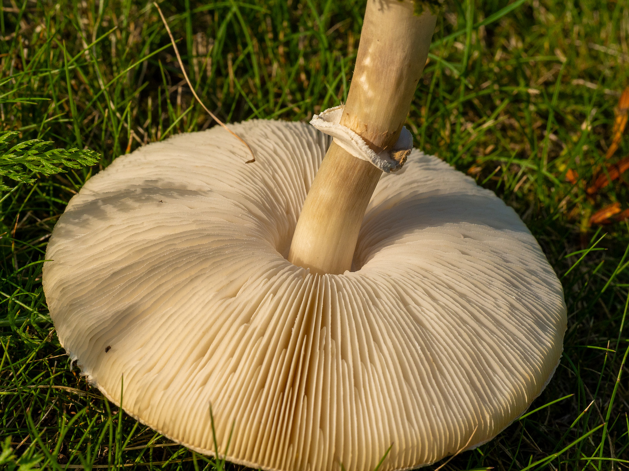 leucoagaricus-leucothites_1-7