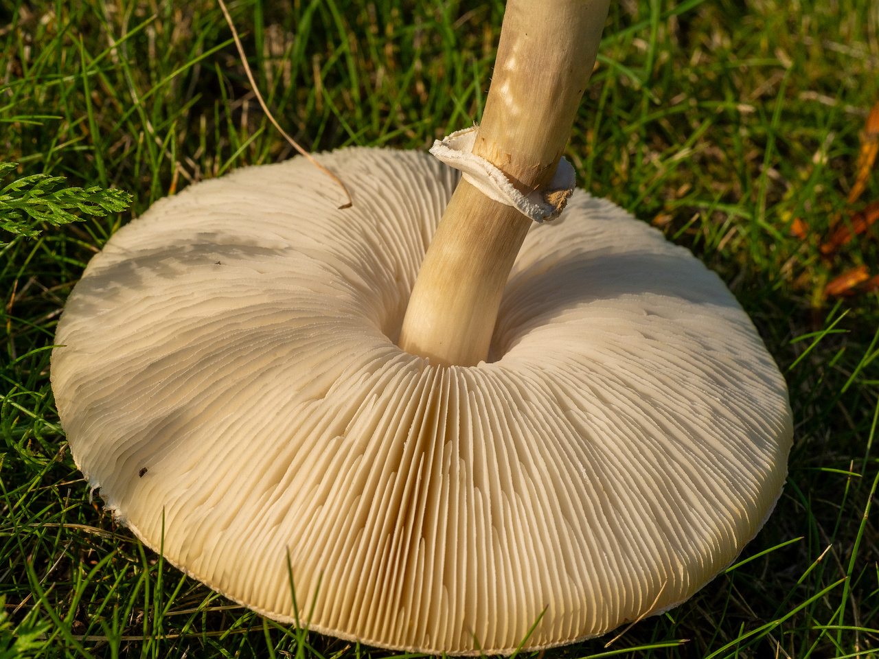leucoagaricus-leucothites_1-8