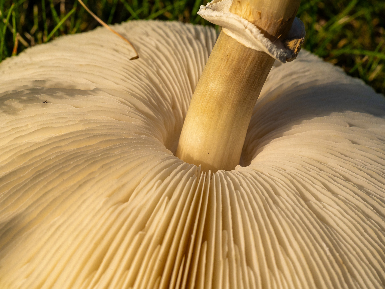 leucoagaricus-leucothites_1-9