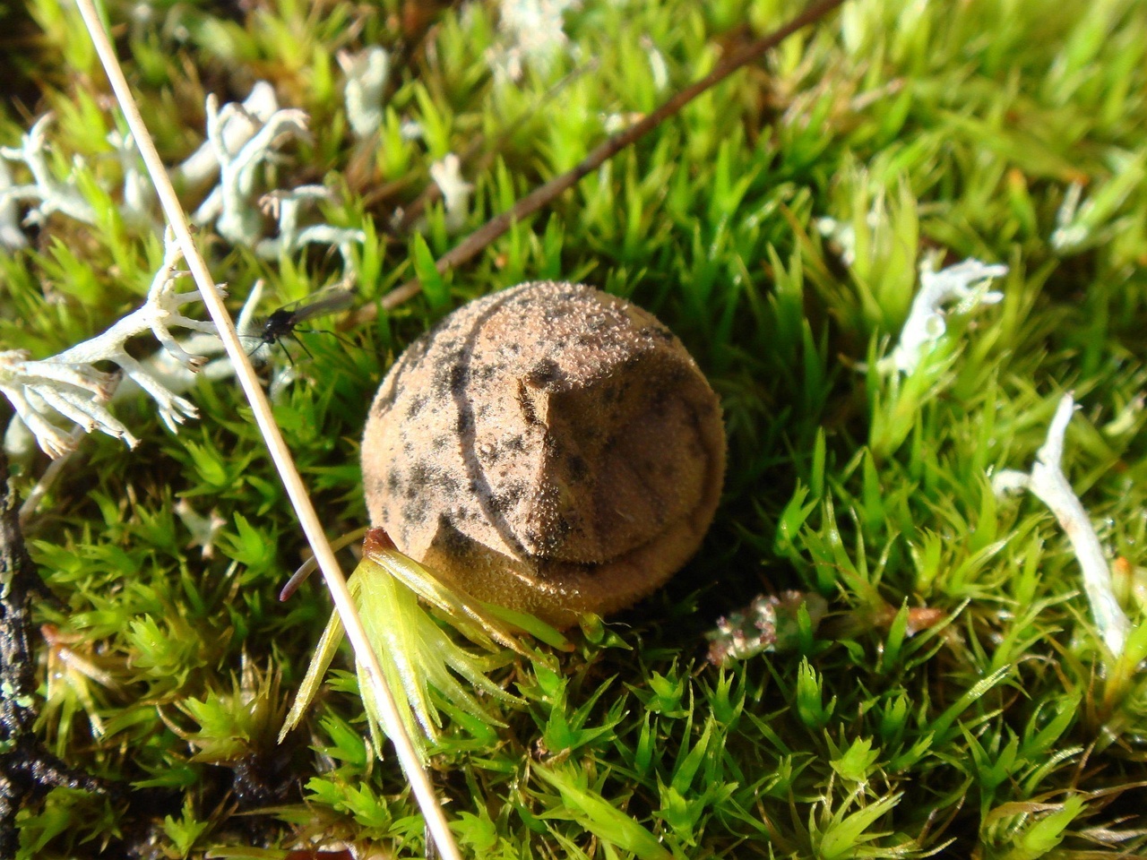 fungi-0000127