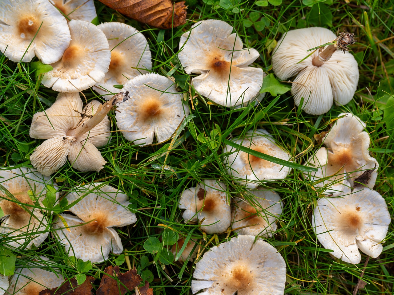!Lepiota cristata _2025-10-10_1-4