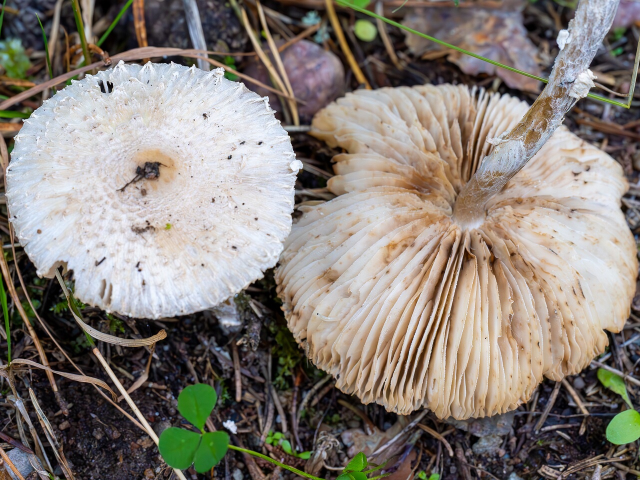 Lepiota clypeolaria _2026-09-17_1-1