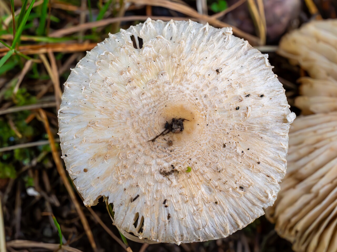 Lepiota clypeolaria _2026-09-17_1-5