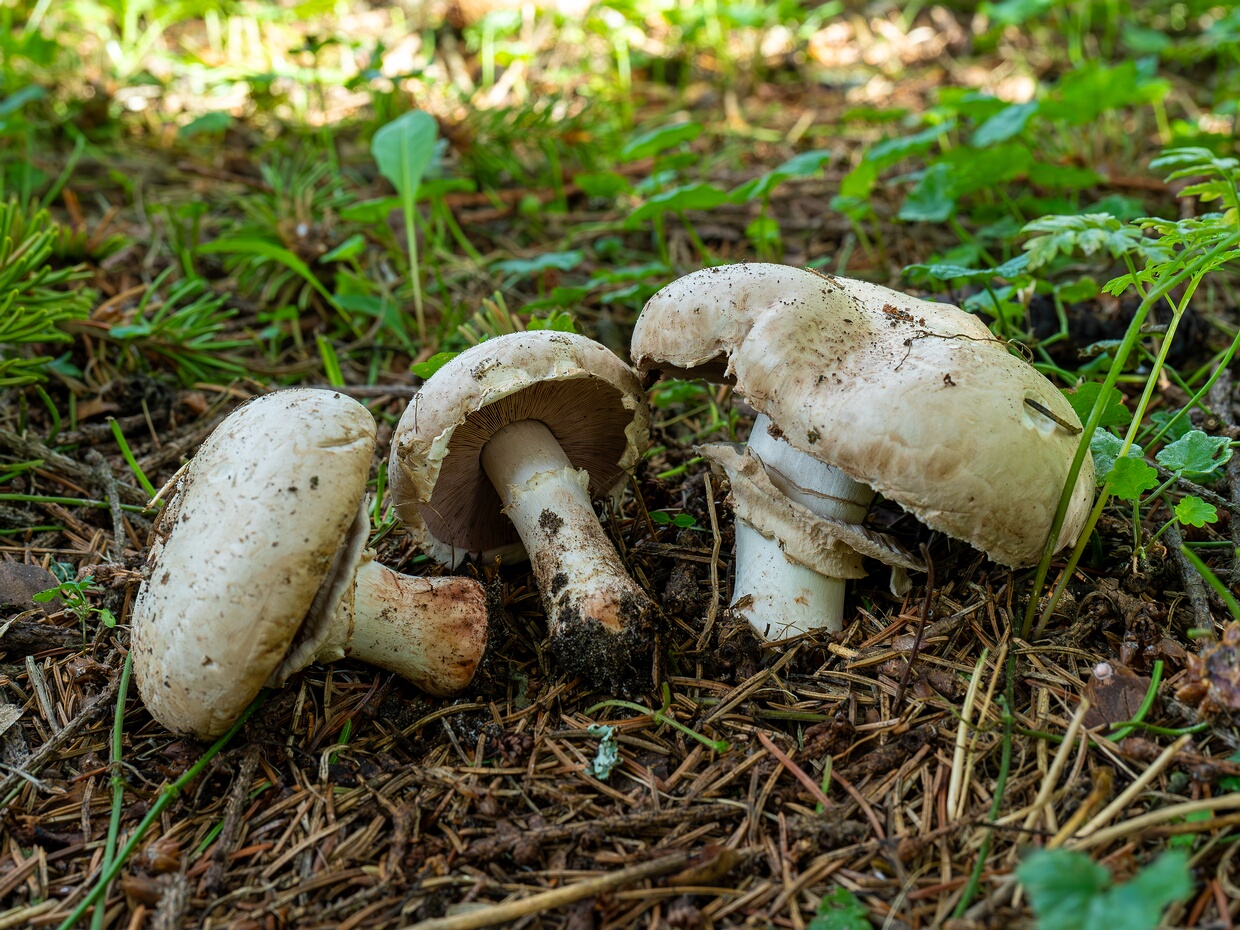 Шампиньон Бернара - Agaricus bernardii