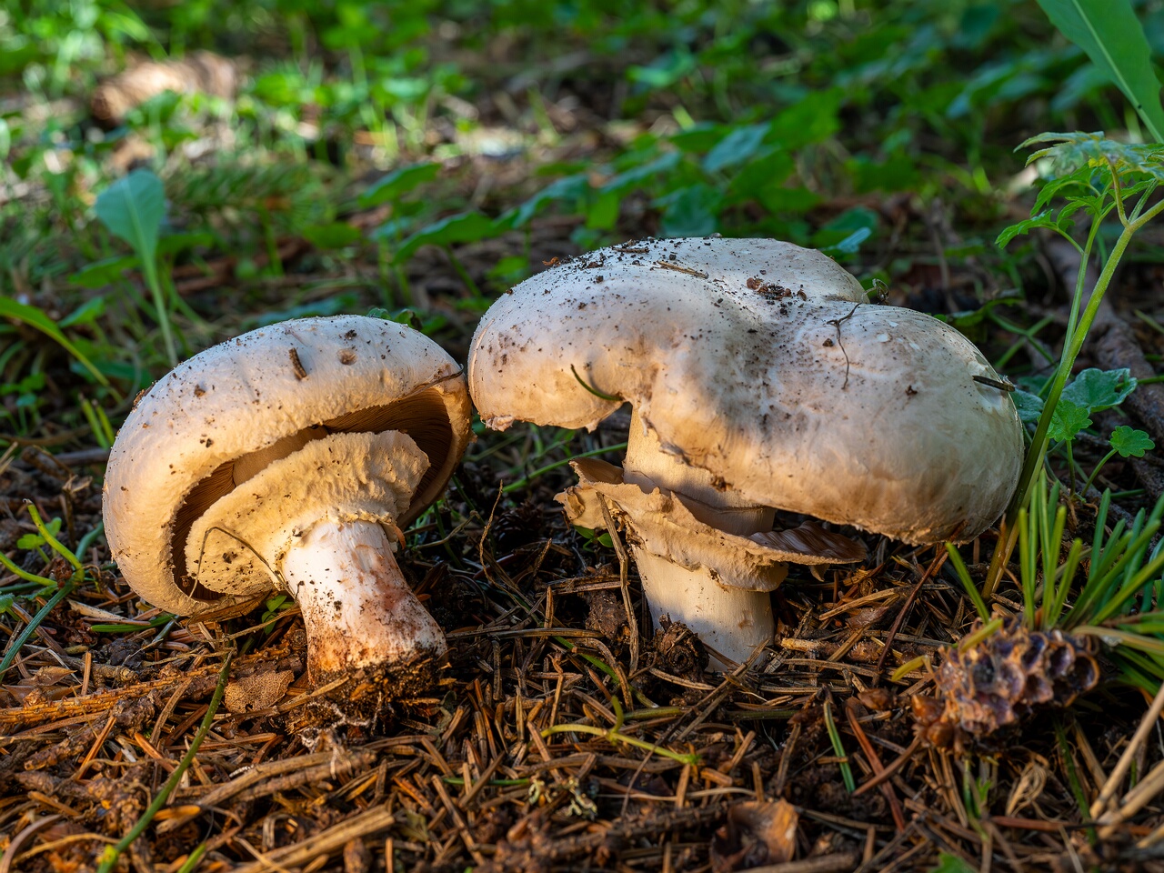 Agaricus bernardii _2026-09-05_2-1