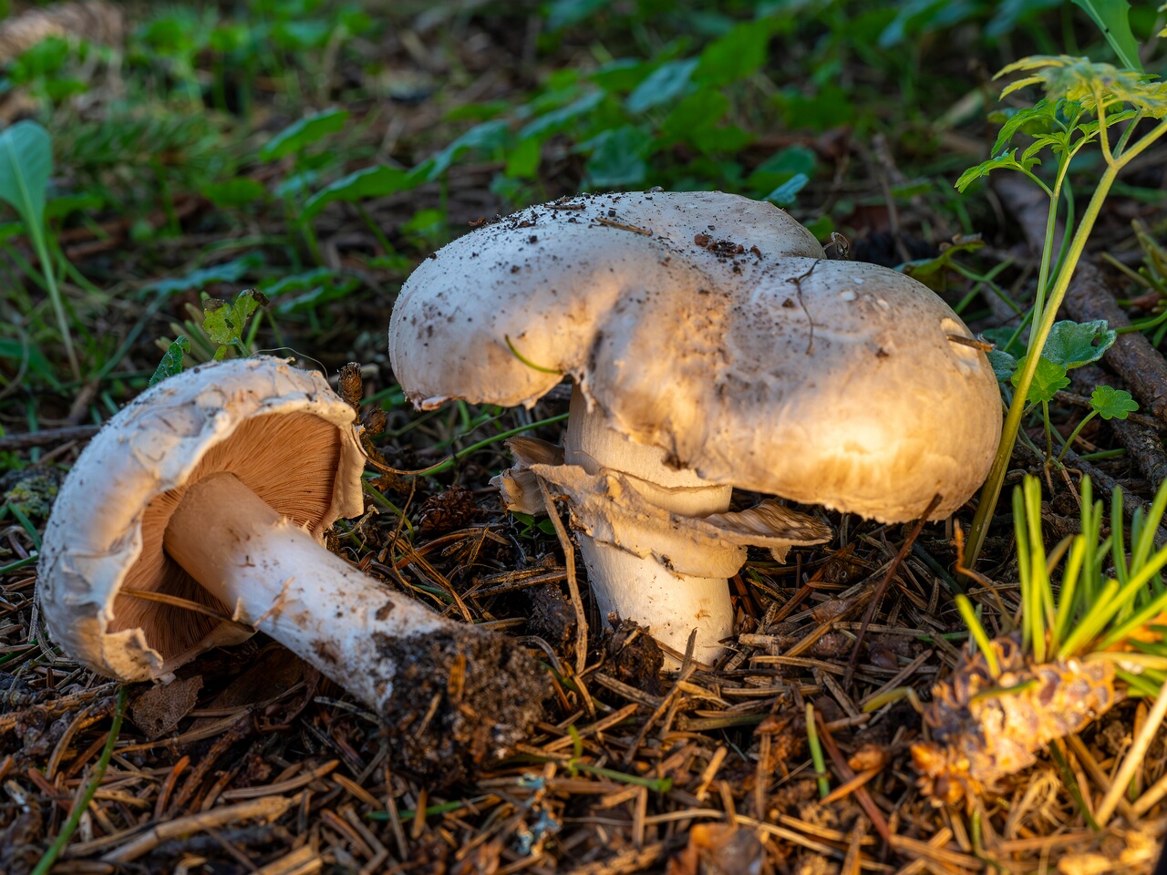 Agaricus bernardii _2026-09-05_2-3