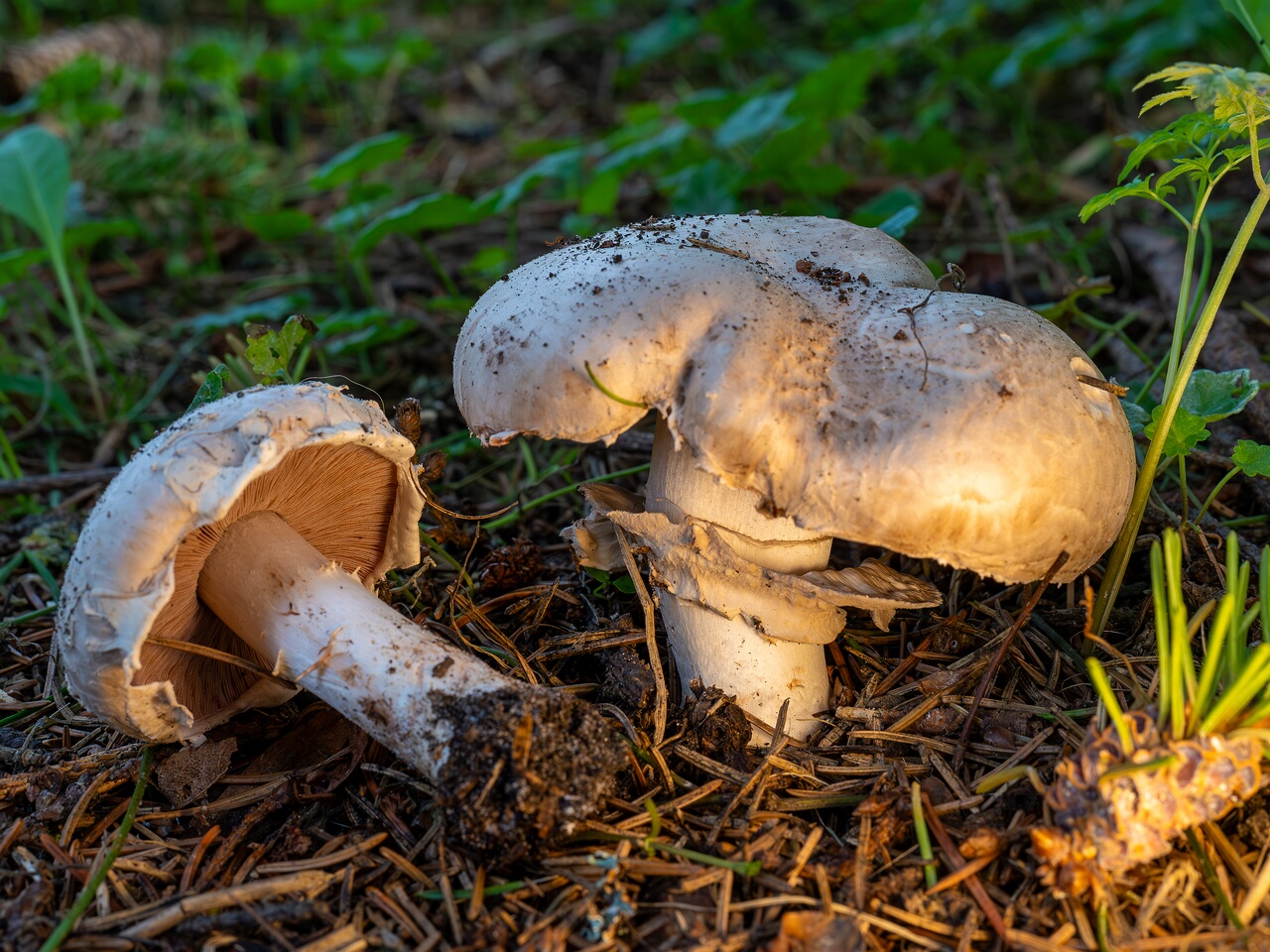 Agaricus bernardii _2026-09-05_2-4