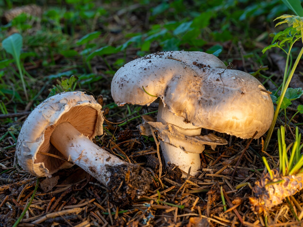 Agaricus bernardii _2026-09-05_2-5