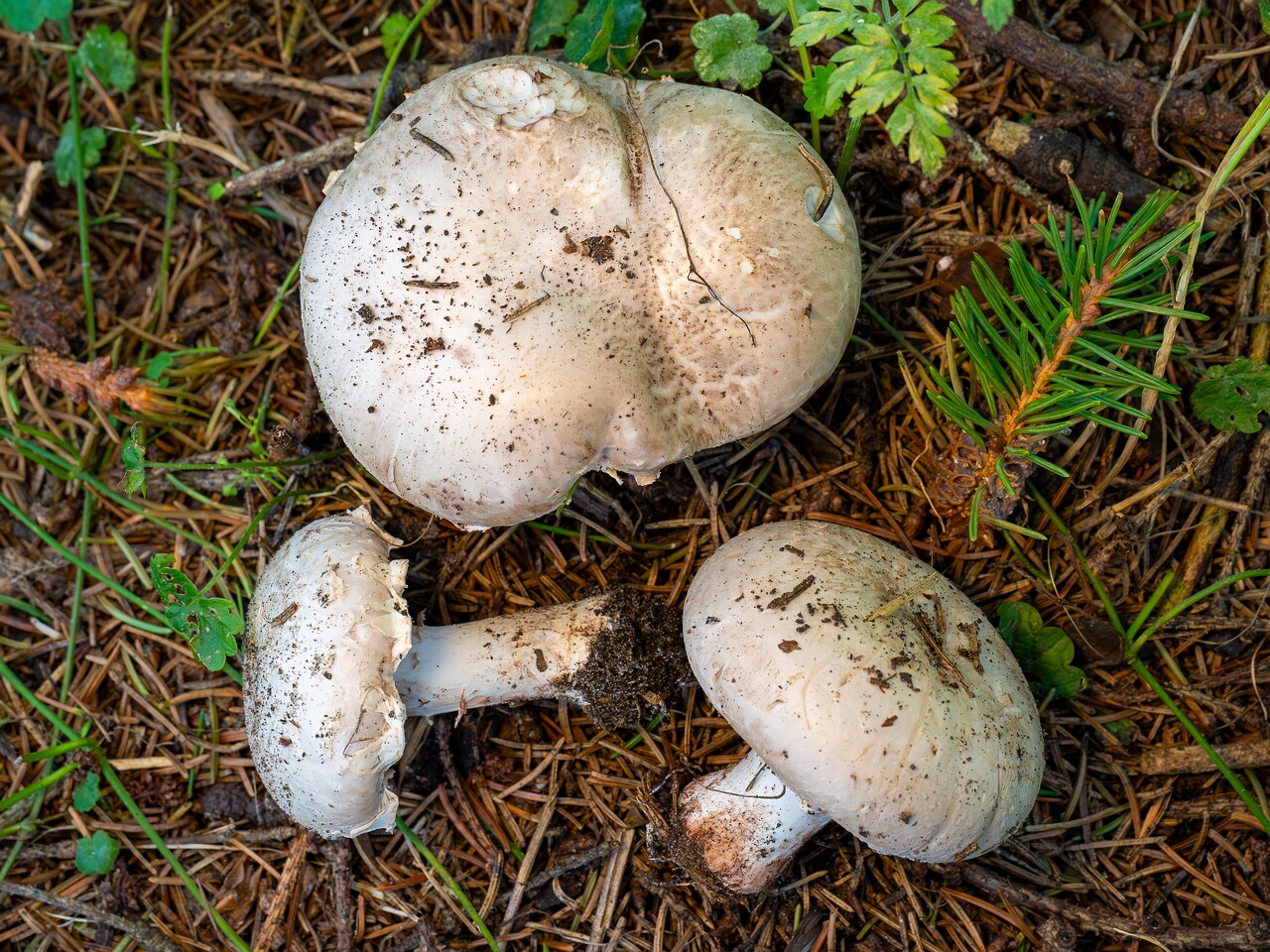 Agaricus bernardii _2026-09-05_3-1