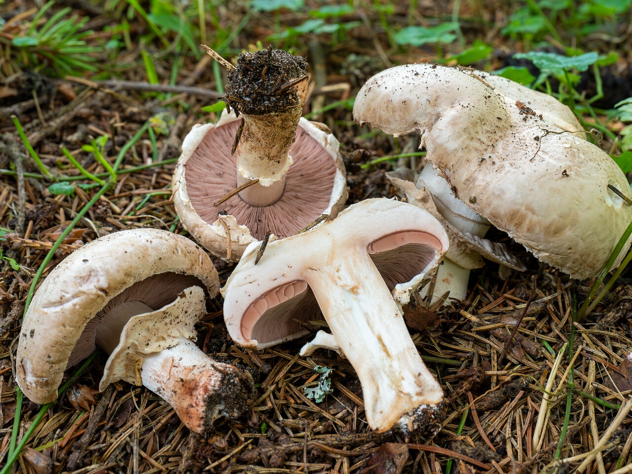 Agaricus bernardii _2026-09-05_3-11