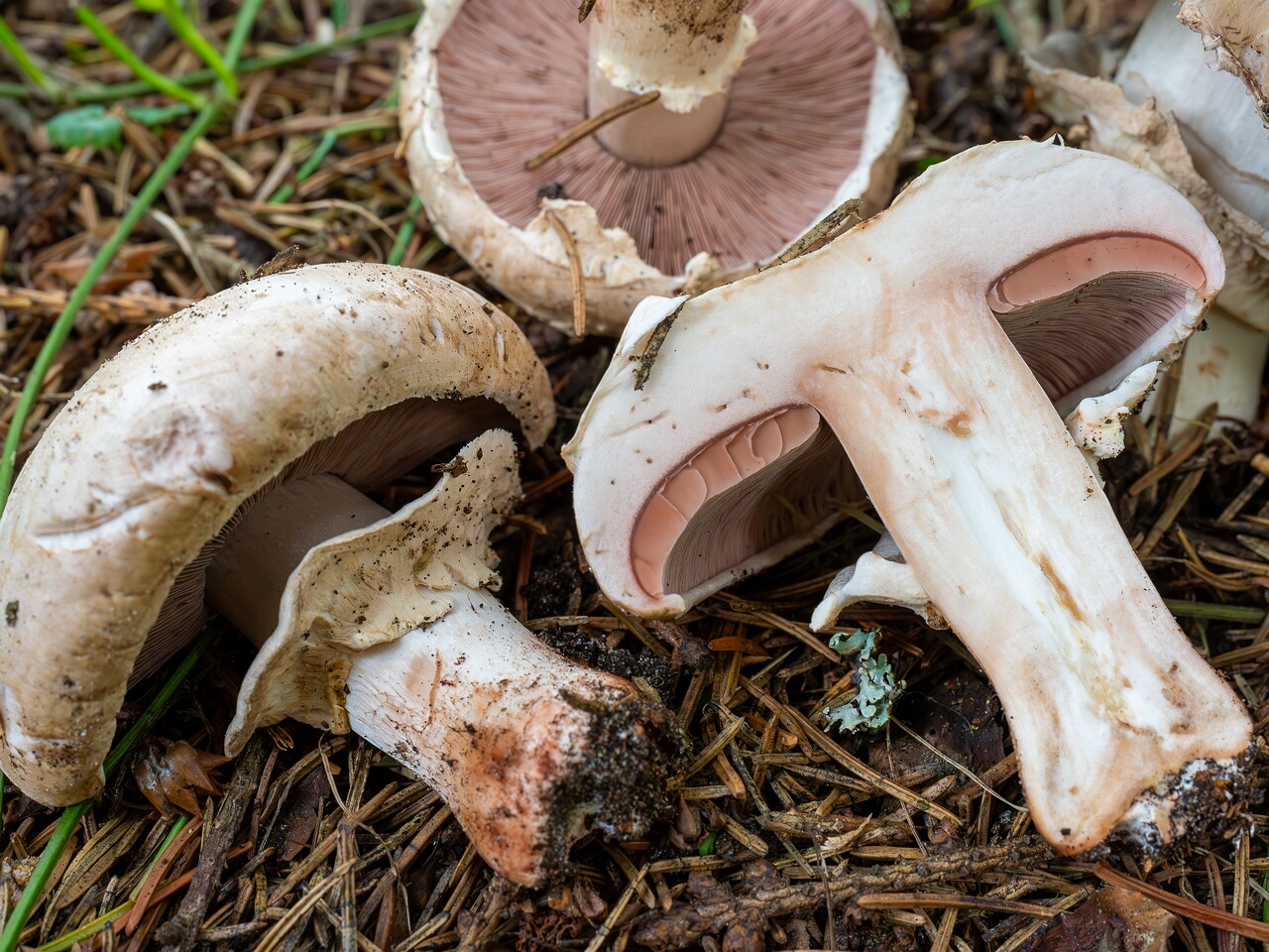 Agaricus bernardii _2026-09-05_3-14