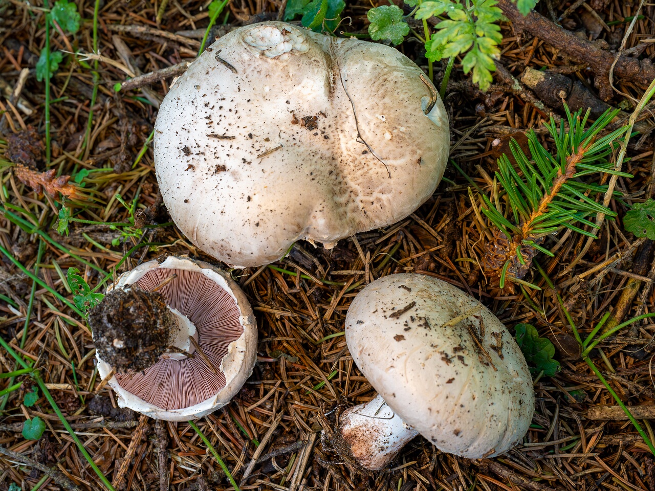 Agaricus bernardii _2026-09-05_3-3
