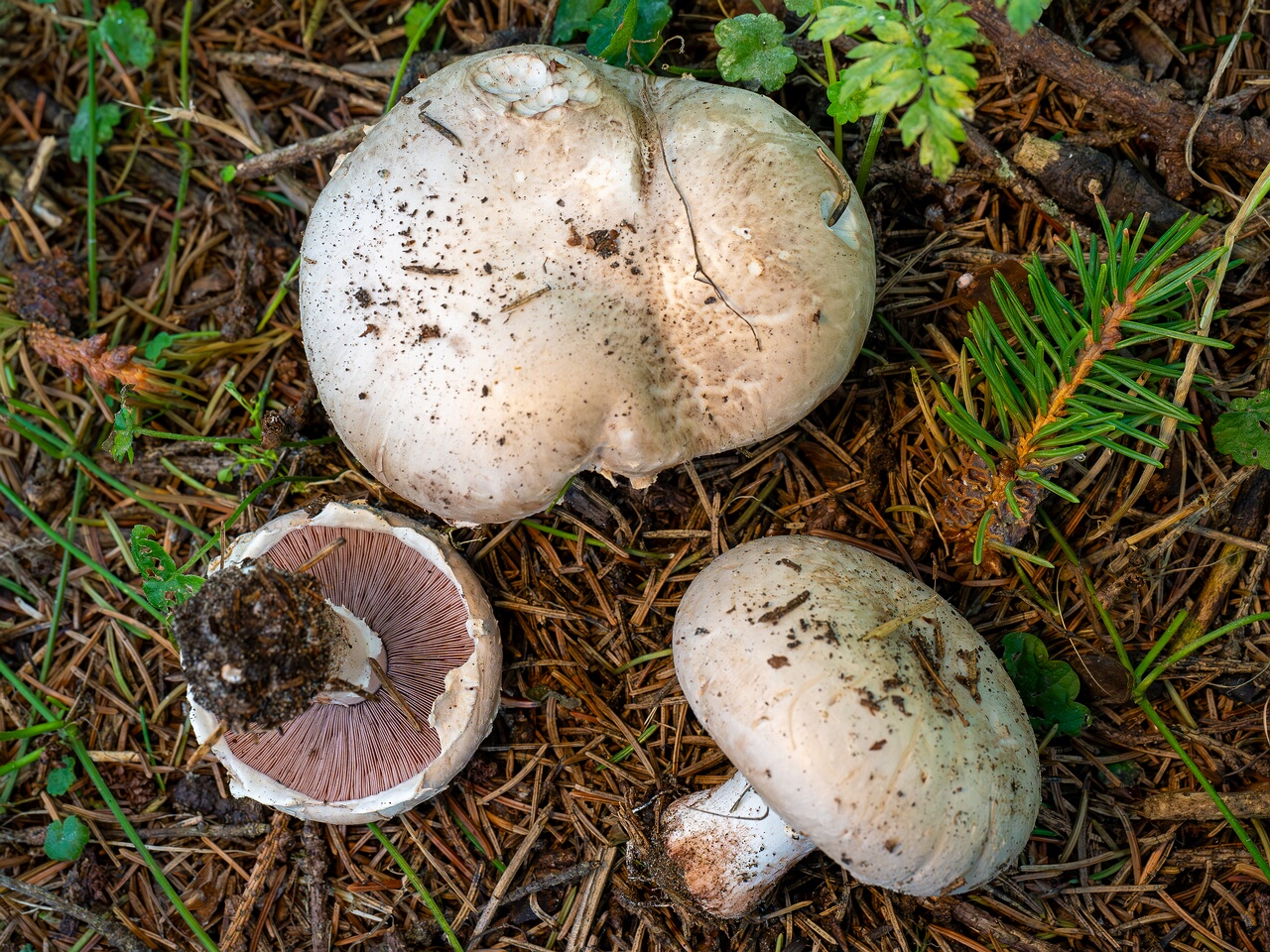 Agaricus bernardii _2026-09-05_3-4