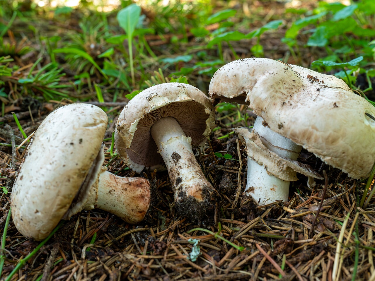 Agaricus bernardii _2026-09-05_3-5