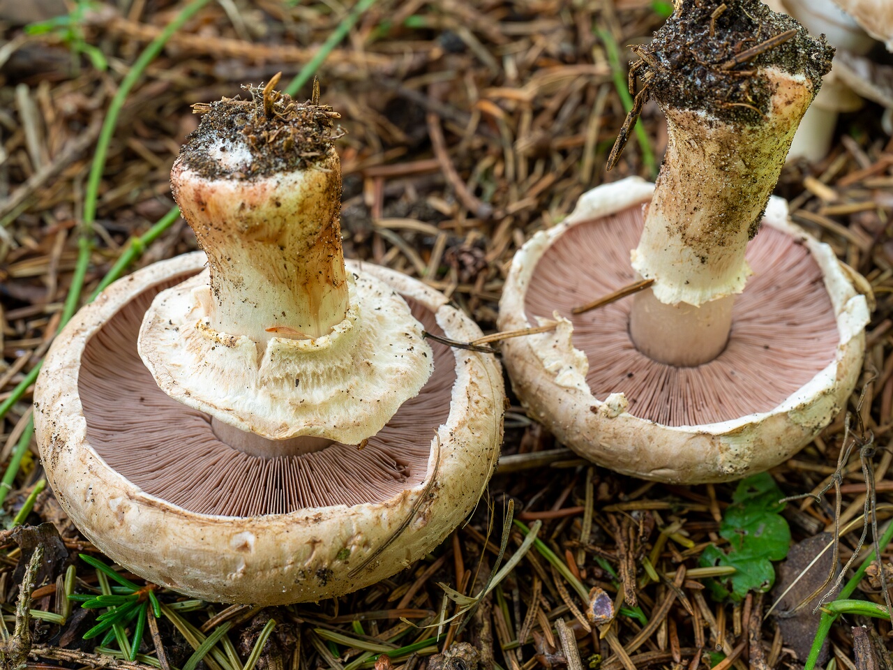 Agaricus bernardii _2026-09-05_3-8