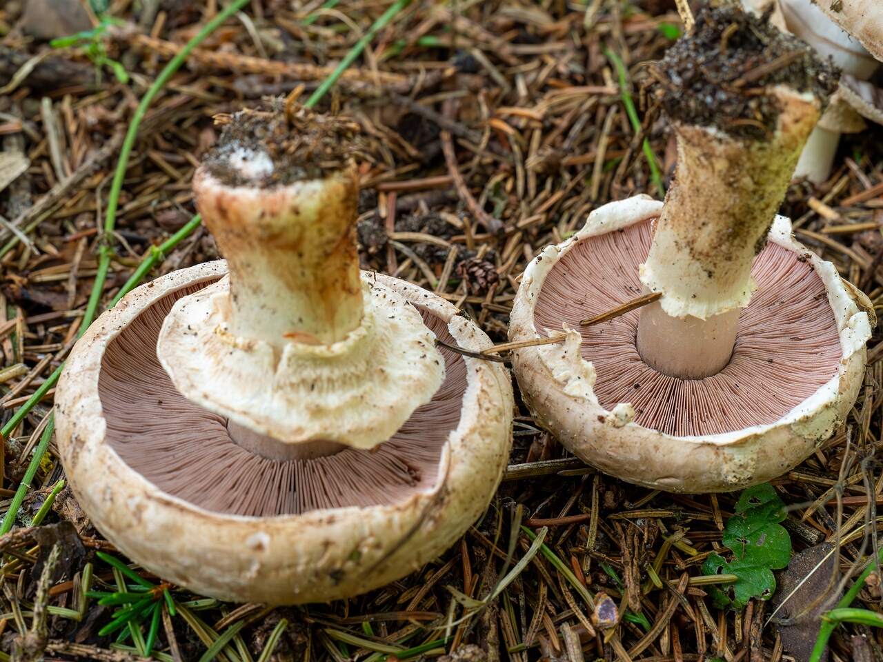 Agaricus bernardii _2026-09-05_3-9