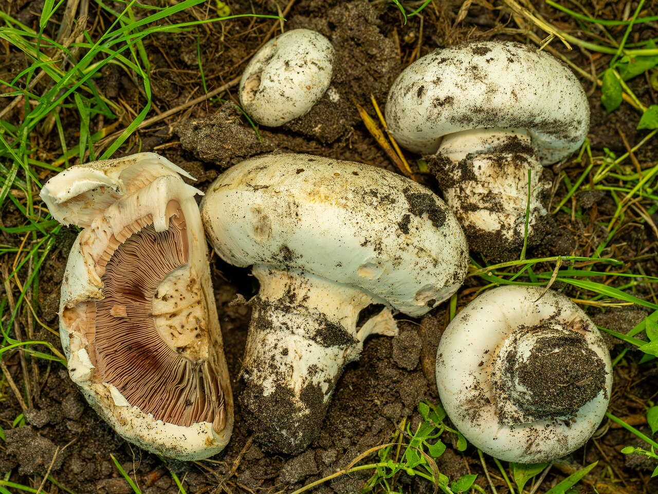 !Agaricus bitorquis _2026-06-21_1-7