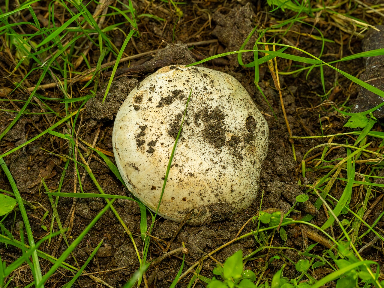 Agaricus bitorquis _2026-06-21_1-1