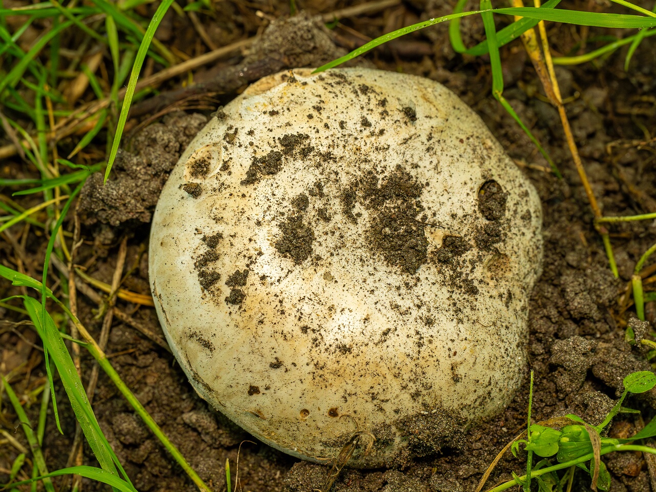 Agaricus bitorquis _2026-06-21_1-2