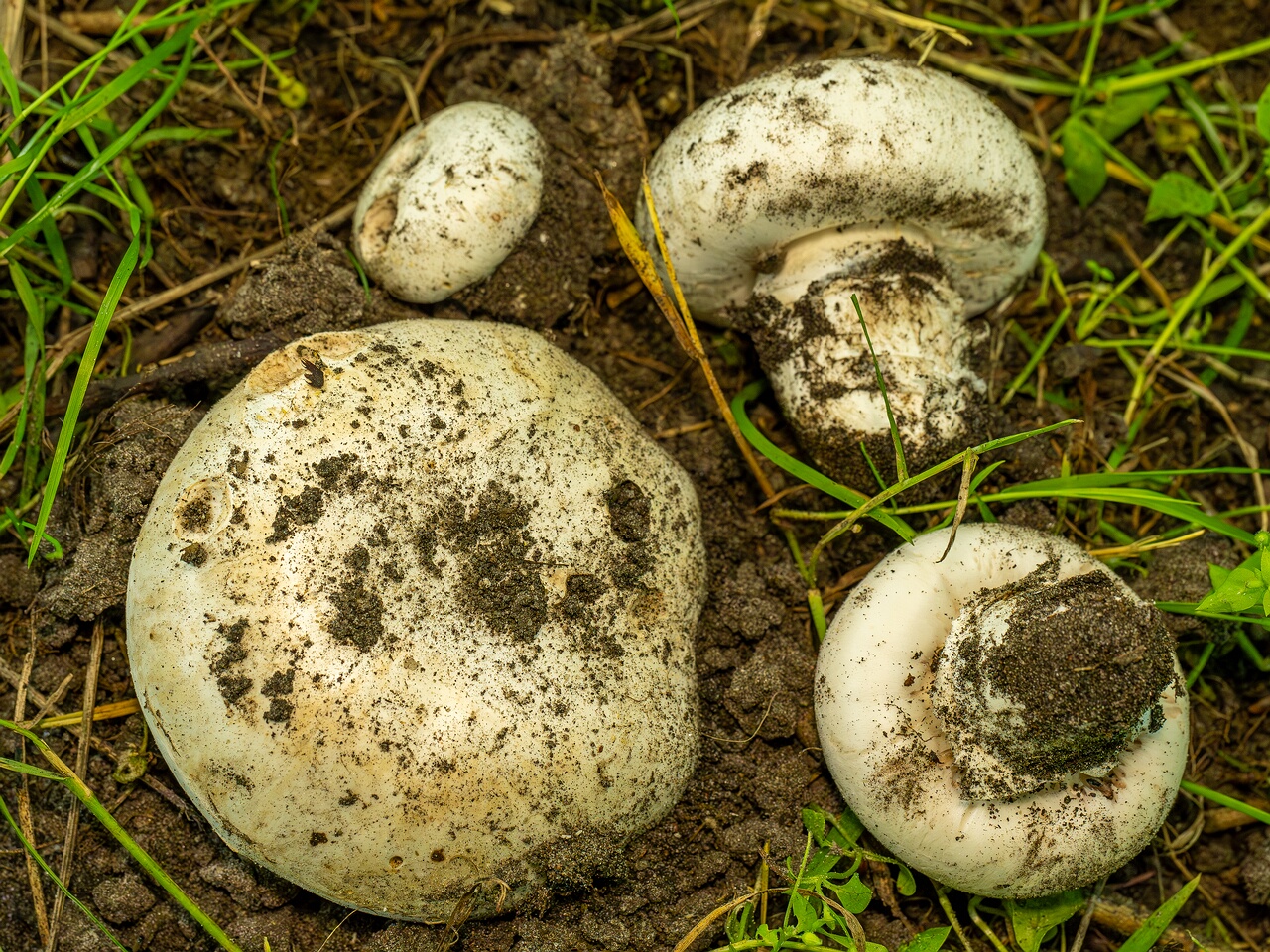 Agaricus bitorquis _2026-06-21_1-3