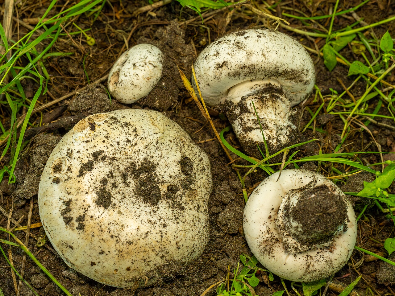 Agaricus bitorquis _2026-06-21_1-4
