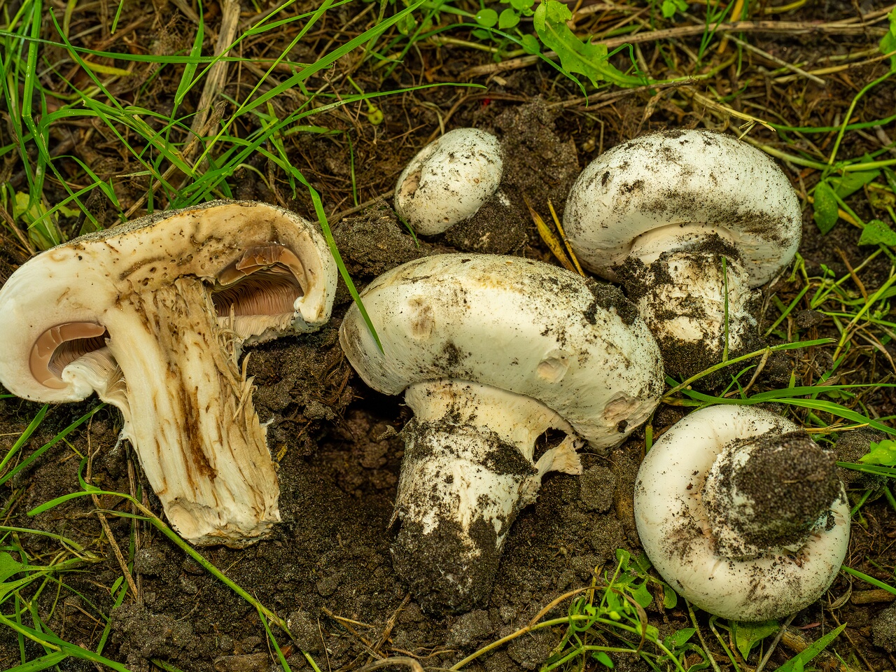 Agaricus bitorquis _2026-06-21_1-5