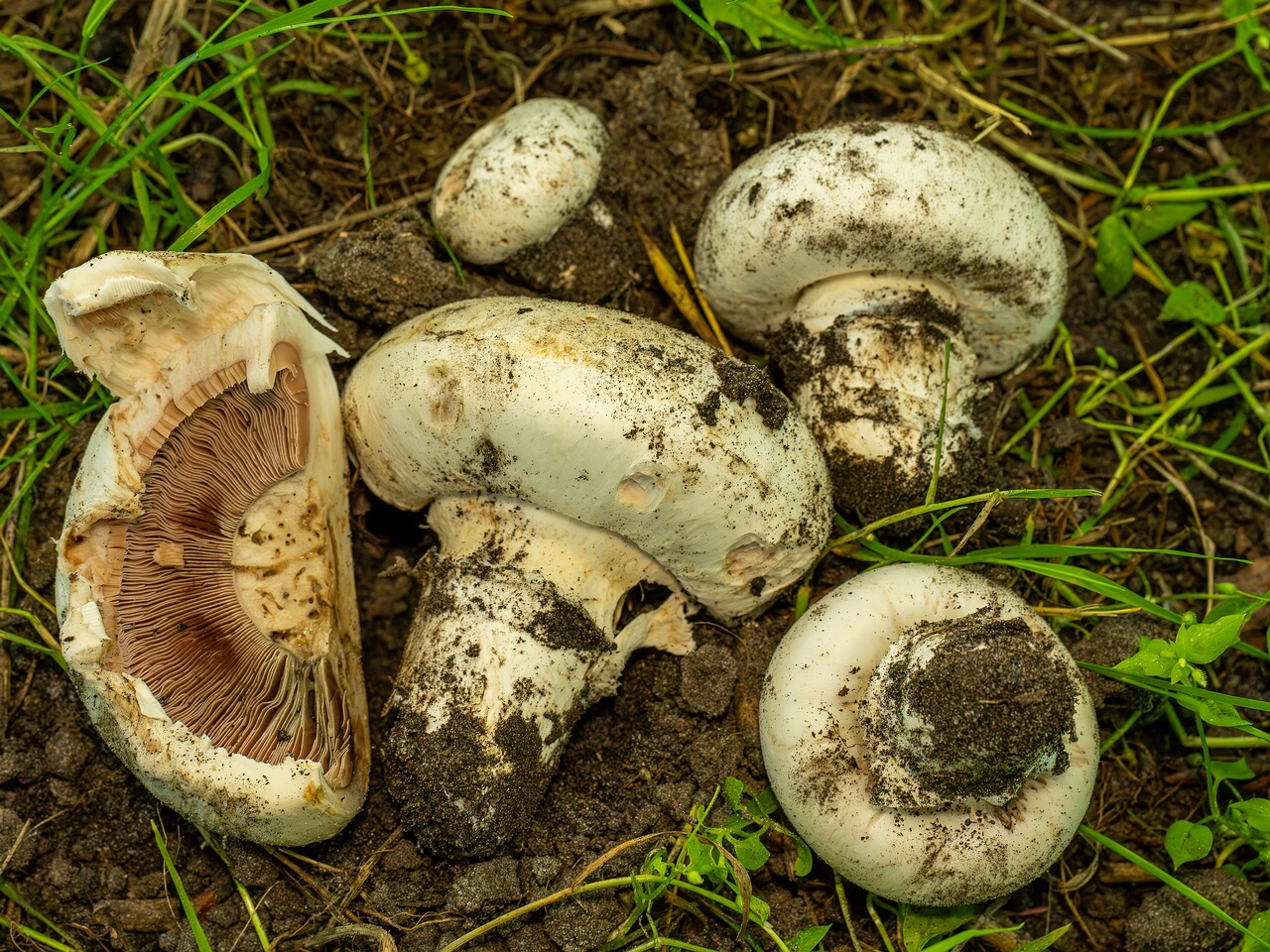 Agaricus bitorquis _2026-06-21_1-6