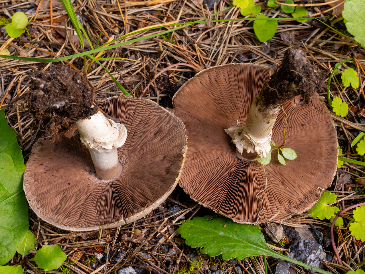 agaricus-xanthodermus_1-13